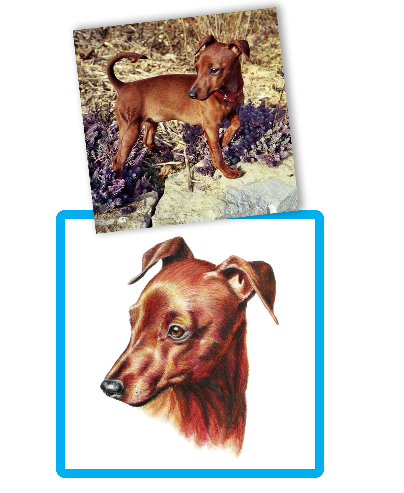 Vergleich gemaltes Tierportraits und Vorlagenfoto