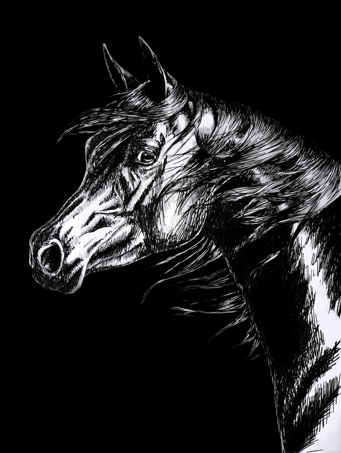 Arabisches Vollblutpferd aus dem Gestüt Marbach Araber Pferde Kopfportrait Acryl Acrylgemälde Pferdegemälde Pferdeportrait Fineart Horses