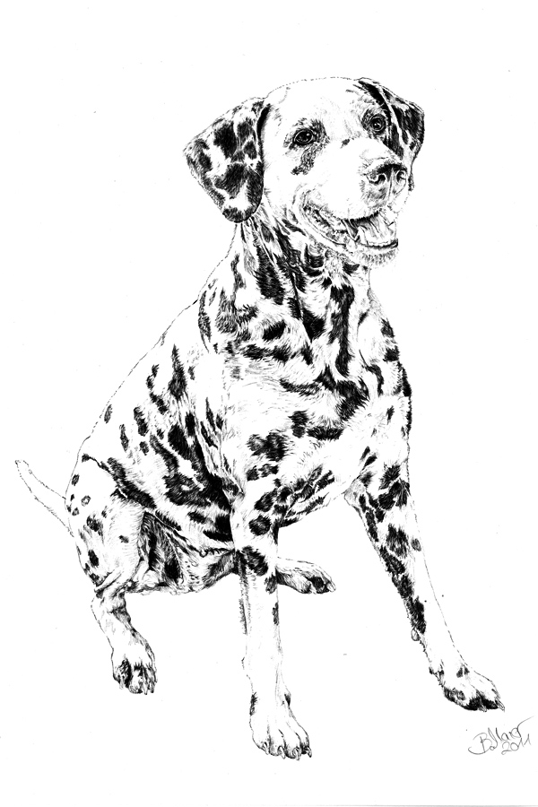 Hundezeichnung von Dalmatiner in der Zeichentechnik Kugelschreiber