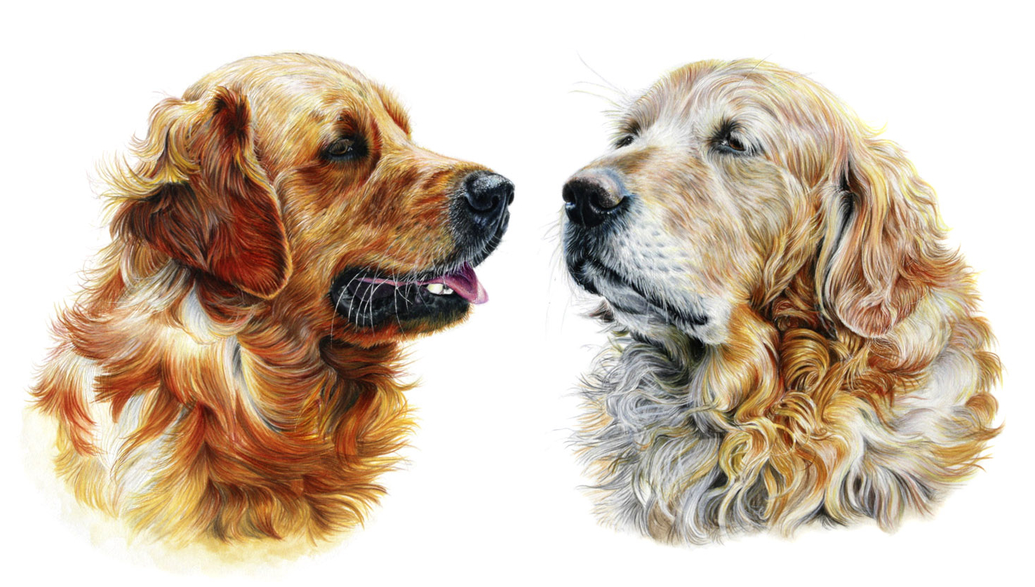 Hundezeichnung von Golden Retriever in der Zeichentechnik Farbstift