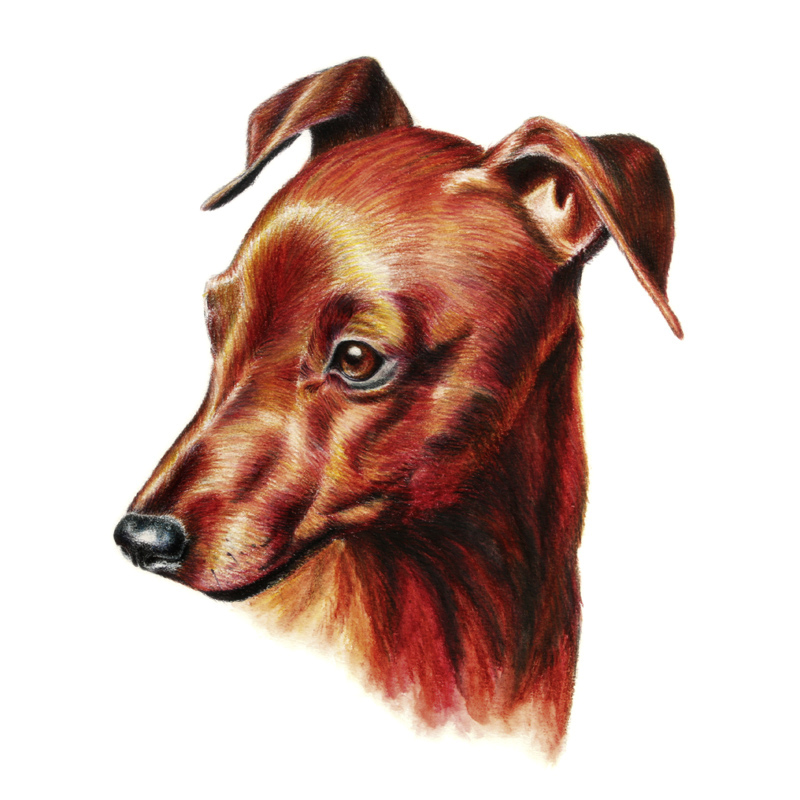 Hundezeichnung von Pinscherhündin in der Zeichentechnik Farbstift