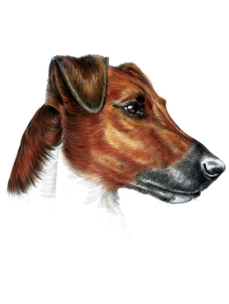 Hundezeichnung von Foxterrier in der Zeichentechnik Farbstift