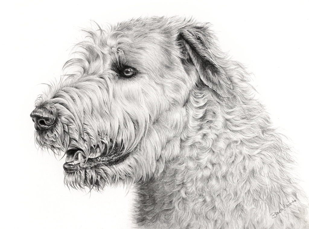 Hundezeichnung von Irischem Wolfshund als Bleistiftzeichnung